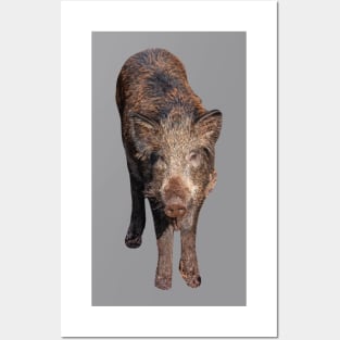 Boar in the forest Posters and Art